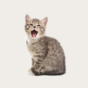Cloning Cat Cloning rural cats