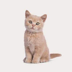 Cloning Cat Cloning British Shorthair Cats