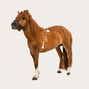 Cloning Horse Cloning pet horses