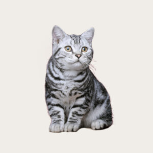 Cloning Cat Cloning American Shorthair