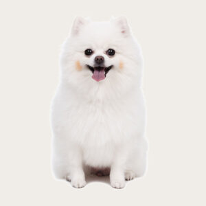 Cloning Dog Cloning Pomeranian
