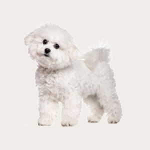 Cloning Dog Bichon Frise Cloning