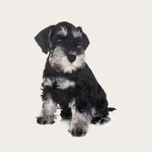 Cloning Dog Clone Schnauzer
