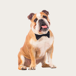 Cloned Dogs Cloned Bulldogs