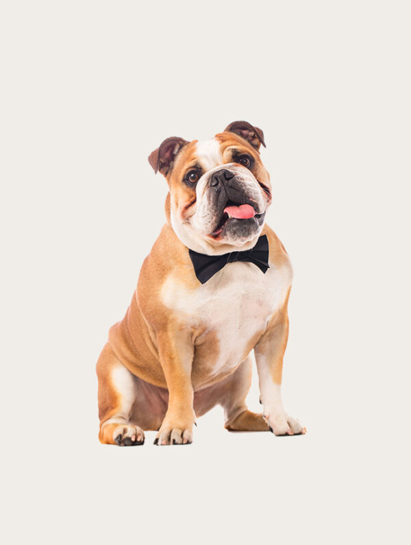 Cloned Dogs Cloned Bulldogs