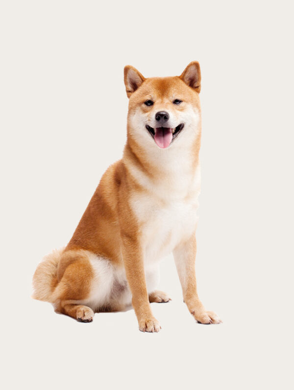 Shiba Inu clone Cloning Dog