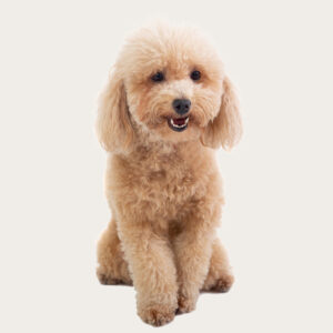 Cloning Poodles Cloning Dogs