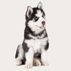 Dog cloning Husky cloning