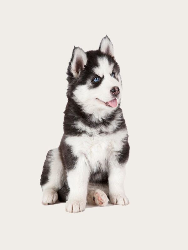 Dog cloning Husky cloning