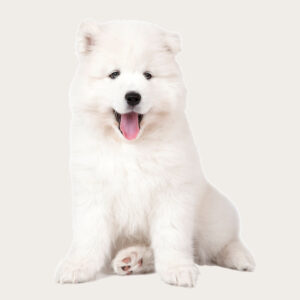 Pet cloning Samoyed cloning
