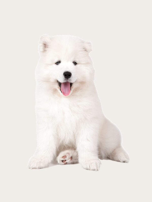 Pet cloning Samoyed cloning
