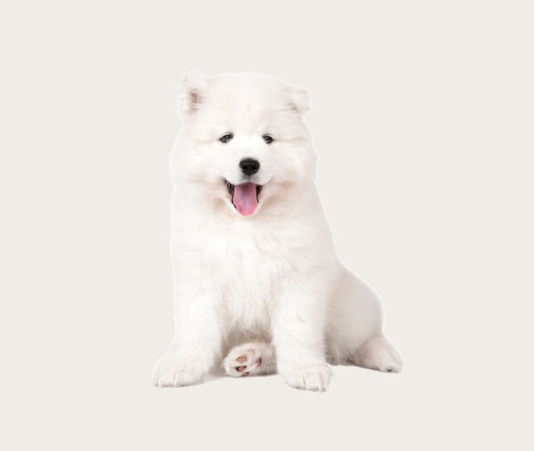 Pet cloning Samoyed cloning