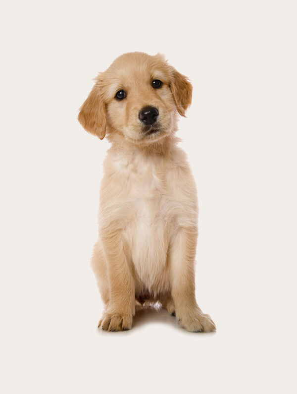 Cloning Dog Golden Retriever