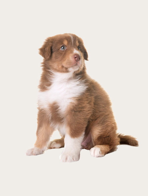 Cloned Sheepdog